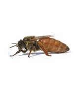 Anyanevelés